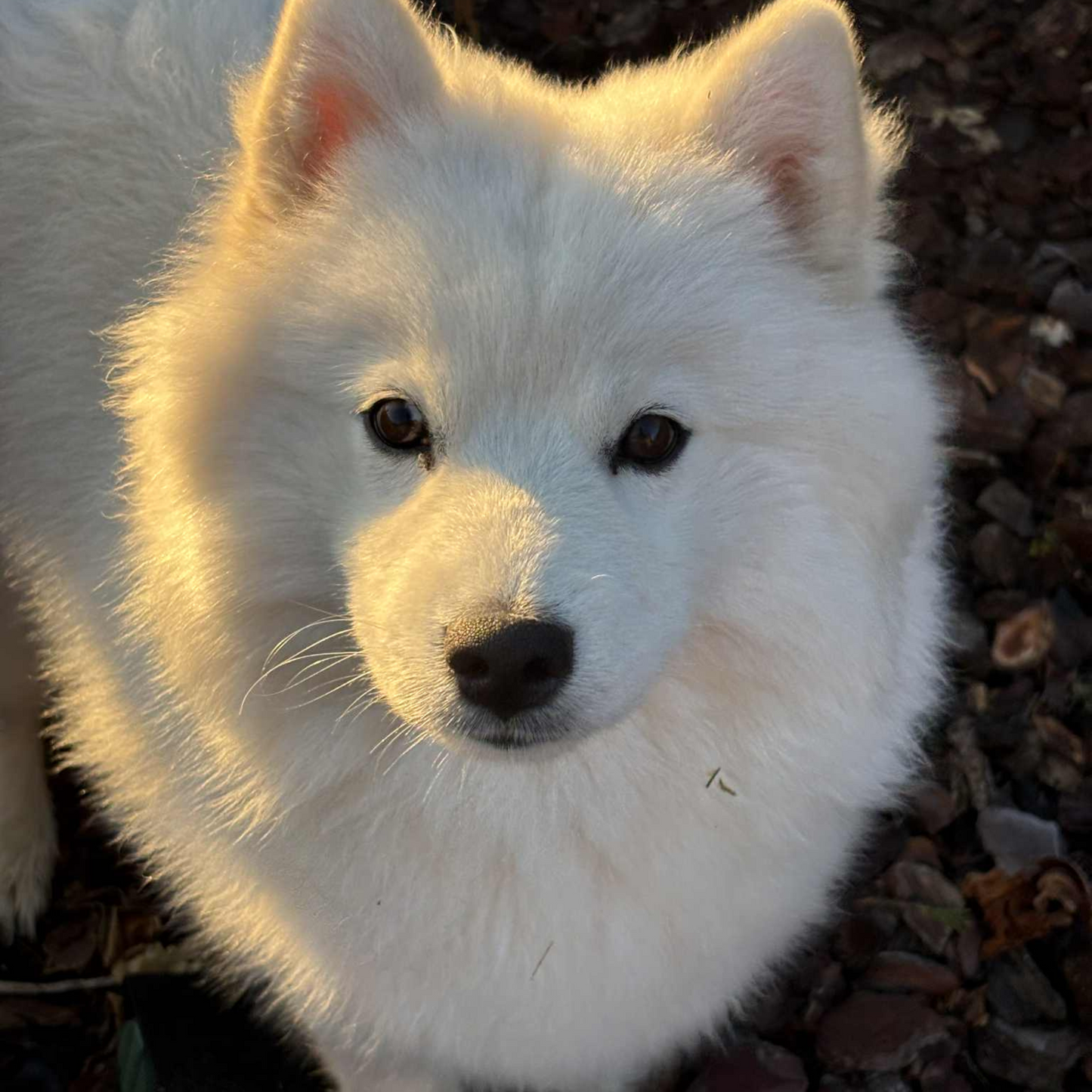 Stick olfactif pour chiens – sur mesure.